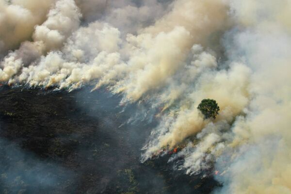 Лесной пожар в Индонезии - Sputnik Кыргызстан