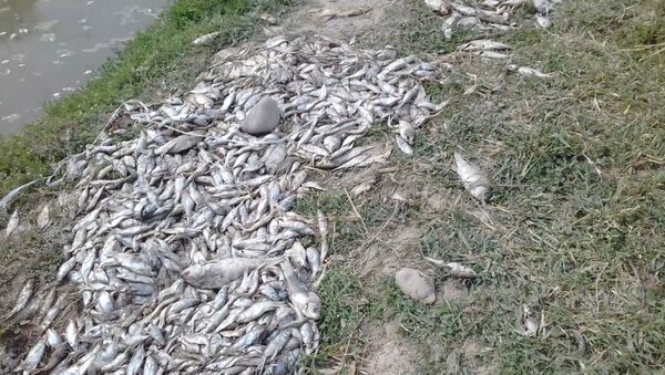 В Ала-Арчинском водохранилище погибла рыба на 40 млн сомов? Разбор инцидента - Sputnik Кыргызстан