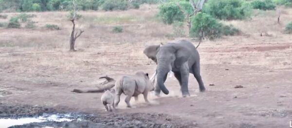 Схватка слона и носорога в Африке попала на видео - Sputnik Кыргызстан