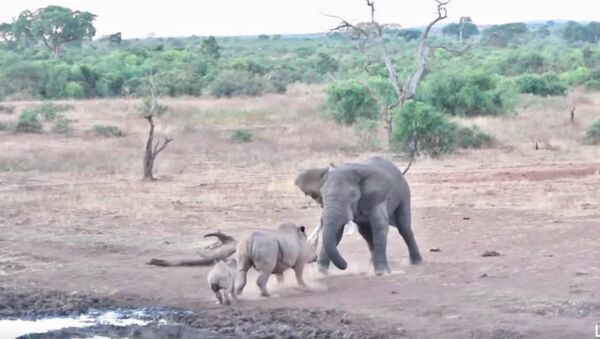 Схватка слона и носорога в Африке попала на видео - Sputnik Кыргызстан