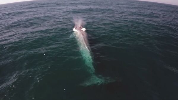 Синий кит подшутил над журналистами в океане — забавное видео - Sputnik Кыргызстан