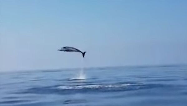 Италияда дельфиндер балыкчыларга ыраазычылык билдиришти. Видео - Sputnik Кыргызстан