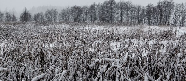 Талаа. Архив - Sputnik Кыргызстан