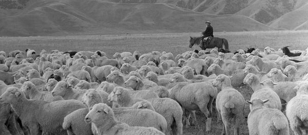 Чабан. Архив Чабан. Архив - Sputnik Кыргызстан