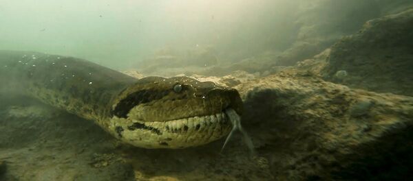 Дайверы сняли на видео затаившуюся на дне реки гигантскую анаконду Дайверы сняли на видео затаившуюся на дне реки гигантскую анаконду - Sputnik Кыргызстан