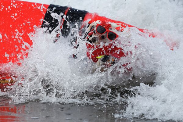 Соревнования по серфингу для собак Surf-A-Thon в Калифорнии - Sputnik Кыргызстан