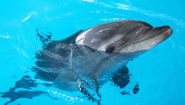 Открытие Центра плавания с дельфинами в Москве - Sputnik Кыргызстан