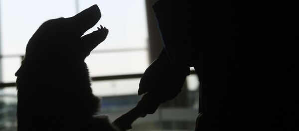 Терминал международного аэропорта Шереметьево - Sputnik Кыргызстан