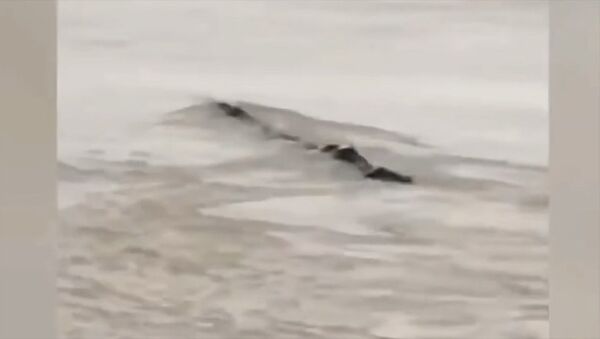 Китайцев ужаснул плывший по реке монстр. Что они вытащили на берег — видео - Sputnik Кыргызстан