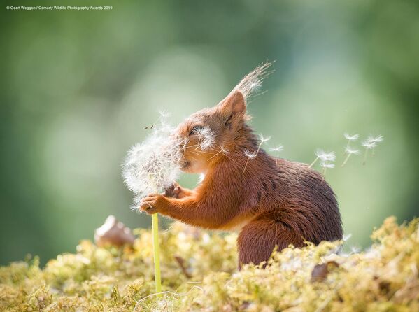 Снимок Squirrel wishes шведского фотографа Geert Weggen, вошедший в список финалистов конкурса Comedy Wildlife Photography Awards 2019 - Sputnik Кыргызстан