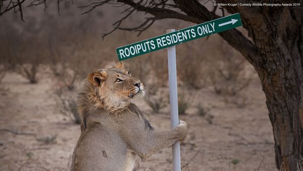 Снимок Lion take away южноафриканского фотографа Willem Kruger, вошедший в список финалистов конкурса Comedy Wildlife Photography Awards 2019 - Sputnik Кыргызстан