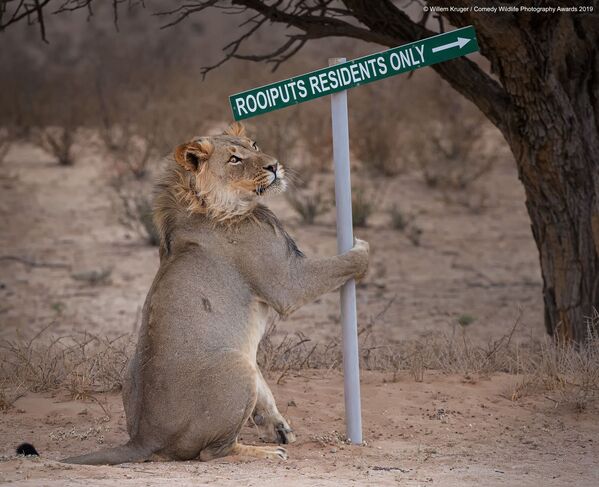 Снимок Lion take away южноафриканского фотографа Willem Kruger, вошедший в список финалистов конкурса Comedy Wildlife Photography Awards 2019 - Sputnik Кыргызстан