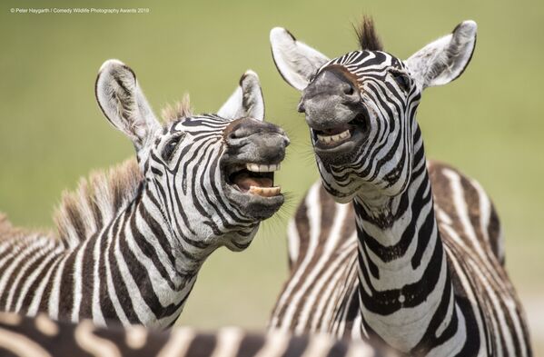 Снимок Laughing Zebra британского фотографа Peter Haygarth, вошедший в список финалистов конкурса Comedy Wildlife Photography Awards 2019 - Sputnik Кыргызстан