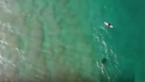 Дрон в последний момент помог спасти мужчину от акулы — видео - Sputnik Кыргызстан