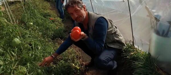 В Таласе при школе работает теплица — видео - Sputnik Кыргызстан