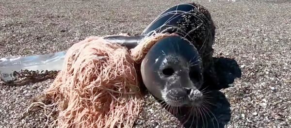 Көздөрүн жалдыратып, энтигип... Бычакты тиктеген тюлендин видеосу - Sputnik Кыргызстан