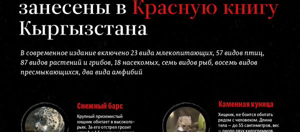 Какие млекопитающие занесены в Красную книгу Кыргызстана - Sputnik Кыргызстан