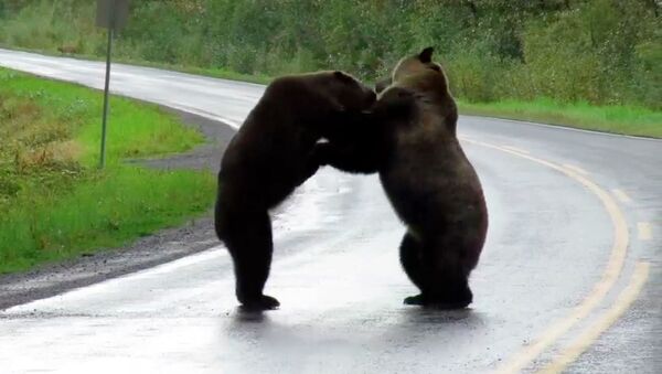 Схватка двух медведей на трассе попала на видео. За ними наблюдал волк - Sputnik Кыргызстан
