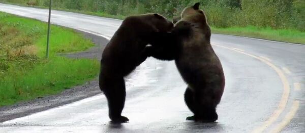Схватка двух медведей на трассе попала на видео. За ними наблюдал волк - Sputnik Кыргызстан