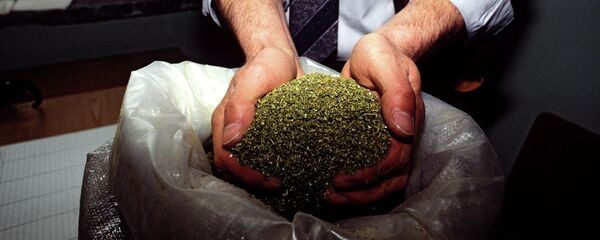 Марихуана. Архивное фото - Sputnik Кыргызстан