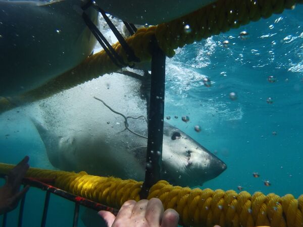 Плавание с белой акулой - Sputnik Кыргызстан