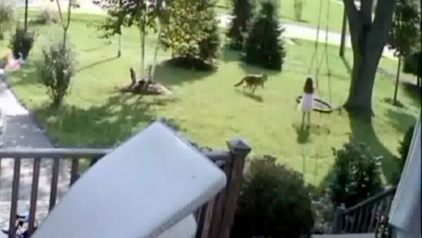 Девочка убежала от койота, пытавшегося напасть на нее во дворе дома. Видео - Sputnik Кыргызстан
