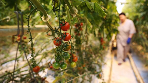 Күнөскана. Архив - Sputnik Кыргызстан