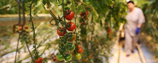 Күнөскана. Архив - Sputnik Кыргызстан