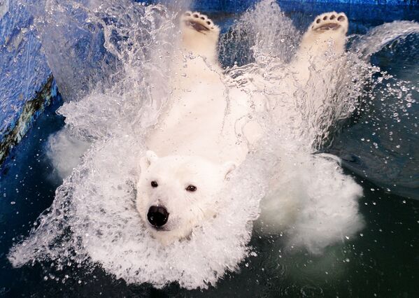 Белые медведицы в красноярском зоопарке Роев ручей - Sputnik Кыргызстан