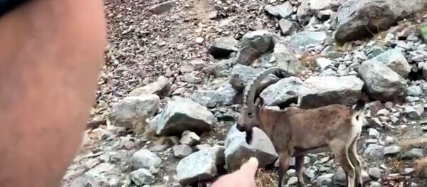 Кишини тоготпой оттогон тоо текелер. Кыргызстандагы керемет көрүнүштүн видеосу - Sputnik Кыргызстан