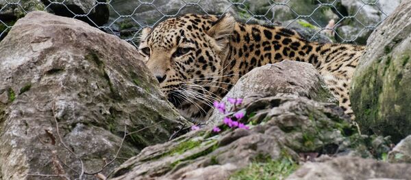 Леопард. Архивное фото Леопард. Архивное фото - Sputnik Кыргызстан