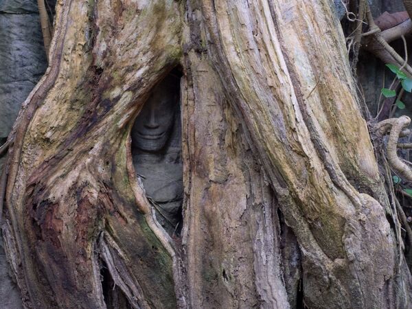 Статуя, выглядывающая из дупла дерева в храмовом комплексе Та Прохм в Камбодже - Sputnik Кыргызстан