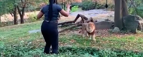 Не делайте так! Девушка залезла в вольер, чтобы подразнить льва. Видео - Sputnik Кыргызстан