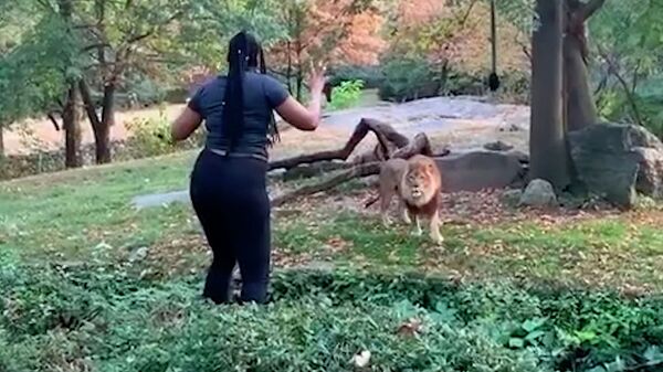 Не делайте так! Девушка залезла в вольер, чтобы подразнить льва. Видео - Sputnik Кыргызстан