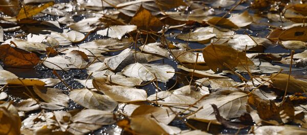 Осень в Забайкалье Осень в Забайкалье - Sputnik Кыргызстан