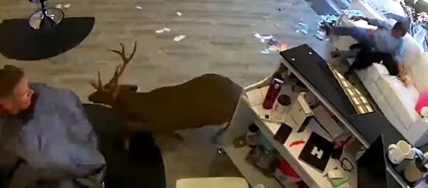 Олень влетел в окно салона красоты и едва не снес клиентку. Видео Олень влетел в окно салона красоты и едва не снес клиентку. Видео - Sputnik Кыргызстан