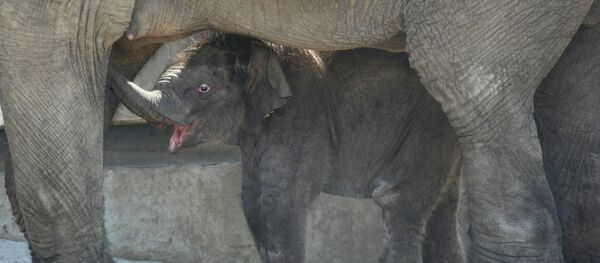 Слон с детенышем. Архивное фото - Sputnik Кыргызстан