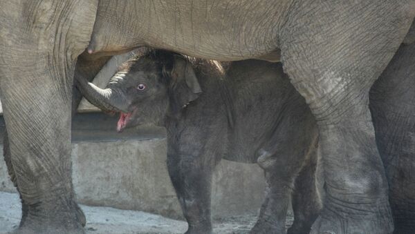 Слон с детенышем. Архивное фото - Sputnik Кыргызстан