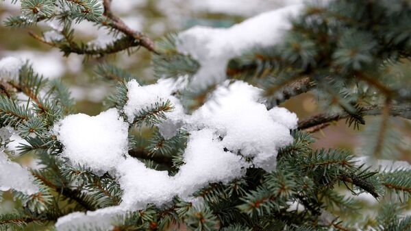 Снег на ветке ели. Архивное фото - Sputnik Кыргызстан