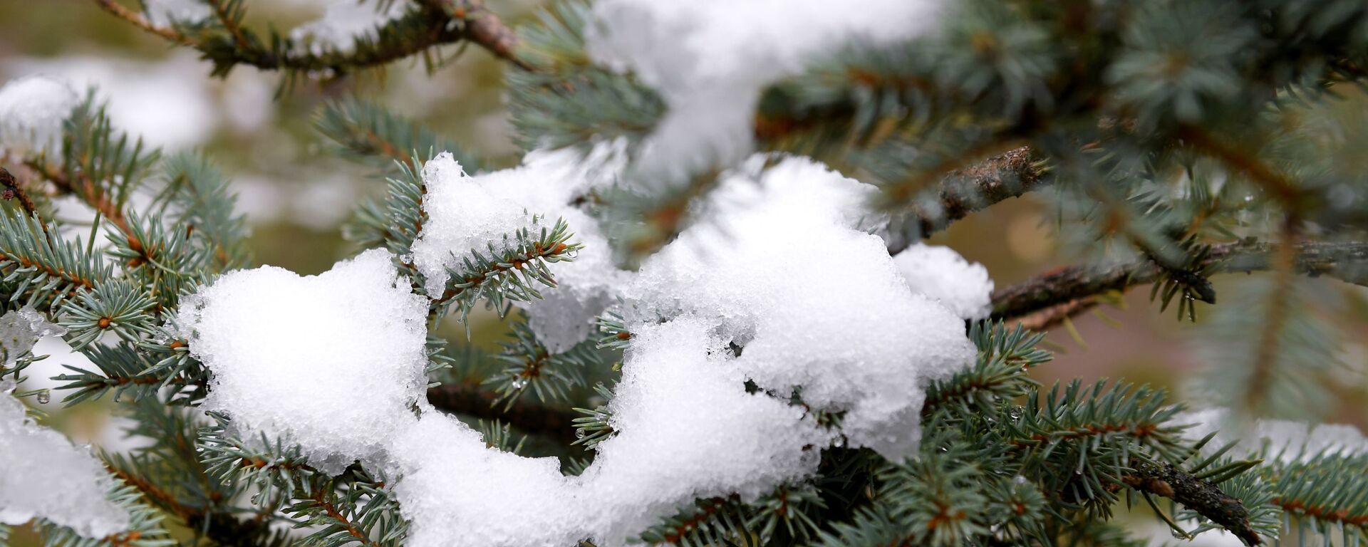 Карагайлардын бутактарындагы кар. Архив - Sputnik Кыргызстан, 1920, 29.09.2025