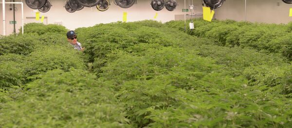 Выращивание медицинской марихуаны в Уругвае - Sputnik Кыргызстан