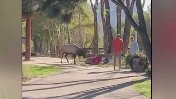 Огромный олень напал на людей в парке США — видео - Sputnik Кыргызстан