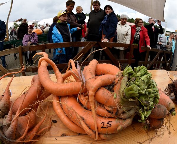Выставка гигантских овощей в Клайстоу - Sputnik Кыргызстан