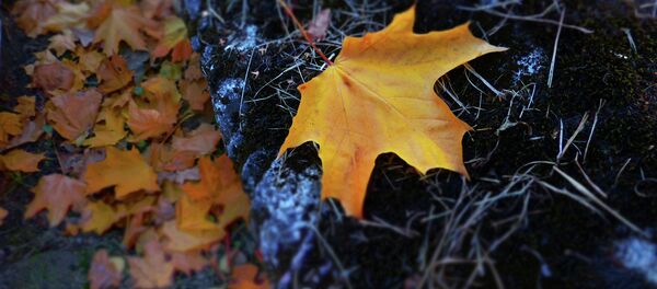 Осень в Москве - Sputnik Кыргызстан