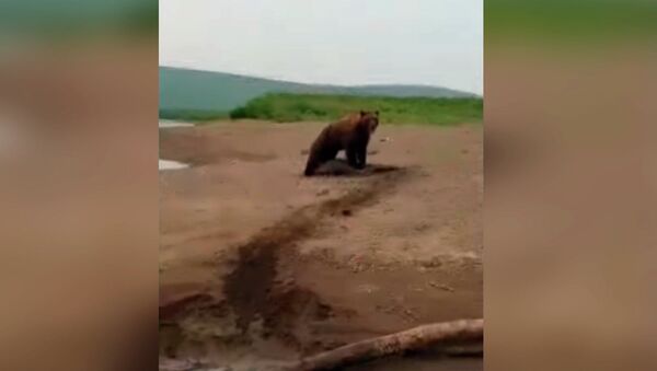 Медведь бежал без оглядки. Рыбаки ревом спасли нерпу от зверя — видео - Sputnik Кыргызстан