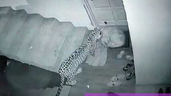 Леопард долго стоял над большой спящей собакой и утащил ее — видео - Sputnik Кыргызстан