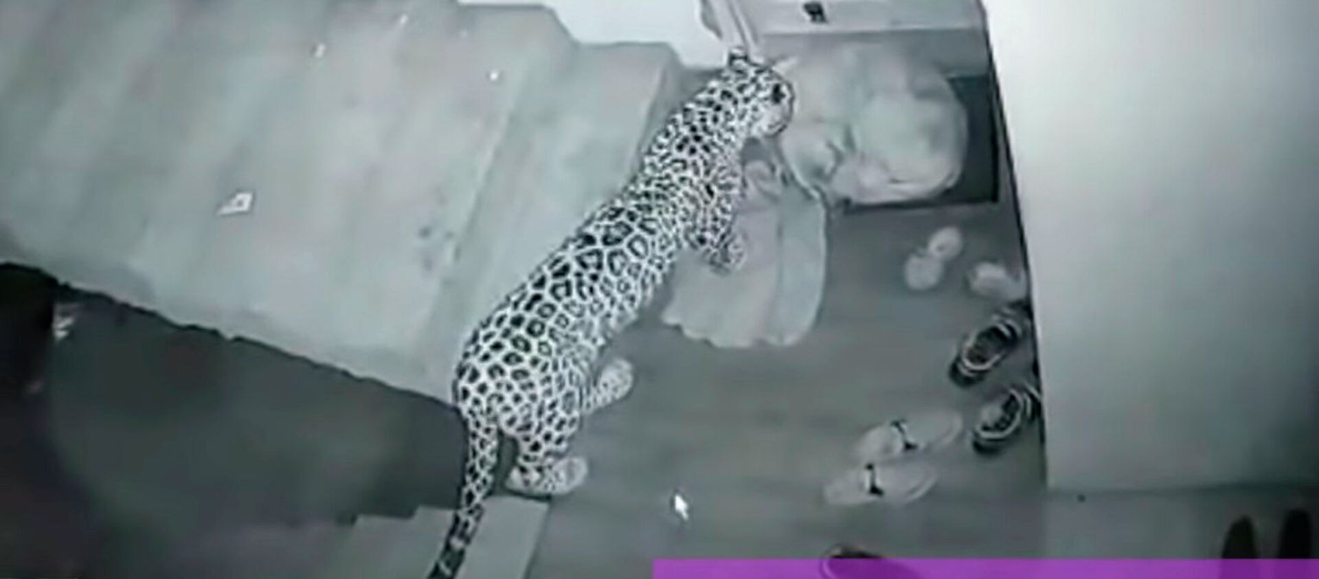 Леопард долго стоял над большой спящей собакой и утащил ее — видео - Sputnik Кыргызстан, 1920, 14.10.2019