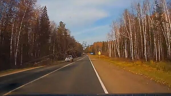 Страшное ДТП произошло из-за дерева, внезапно упавшего на два авто. Видео - Sputnik Кыргызстан
