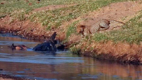 Леопард попытался отобрать добычу крокодила, у него не получилось. Видео - Sputnik Кыргызстан