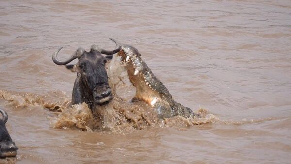 Антилопа чудом спаслась от огромного крокодила. Видео - Sputnik Кыргызстан